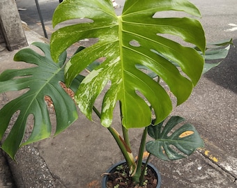 Monstera Ocean Mint bont