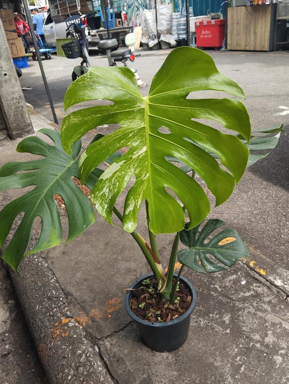 monstera deliciosa houseplant Monstera Deliciosa Houseplants, Medium in Bubblegum main image 0