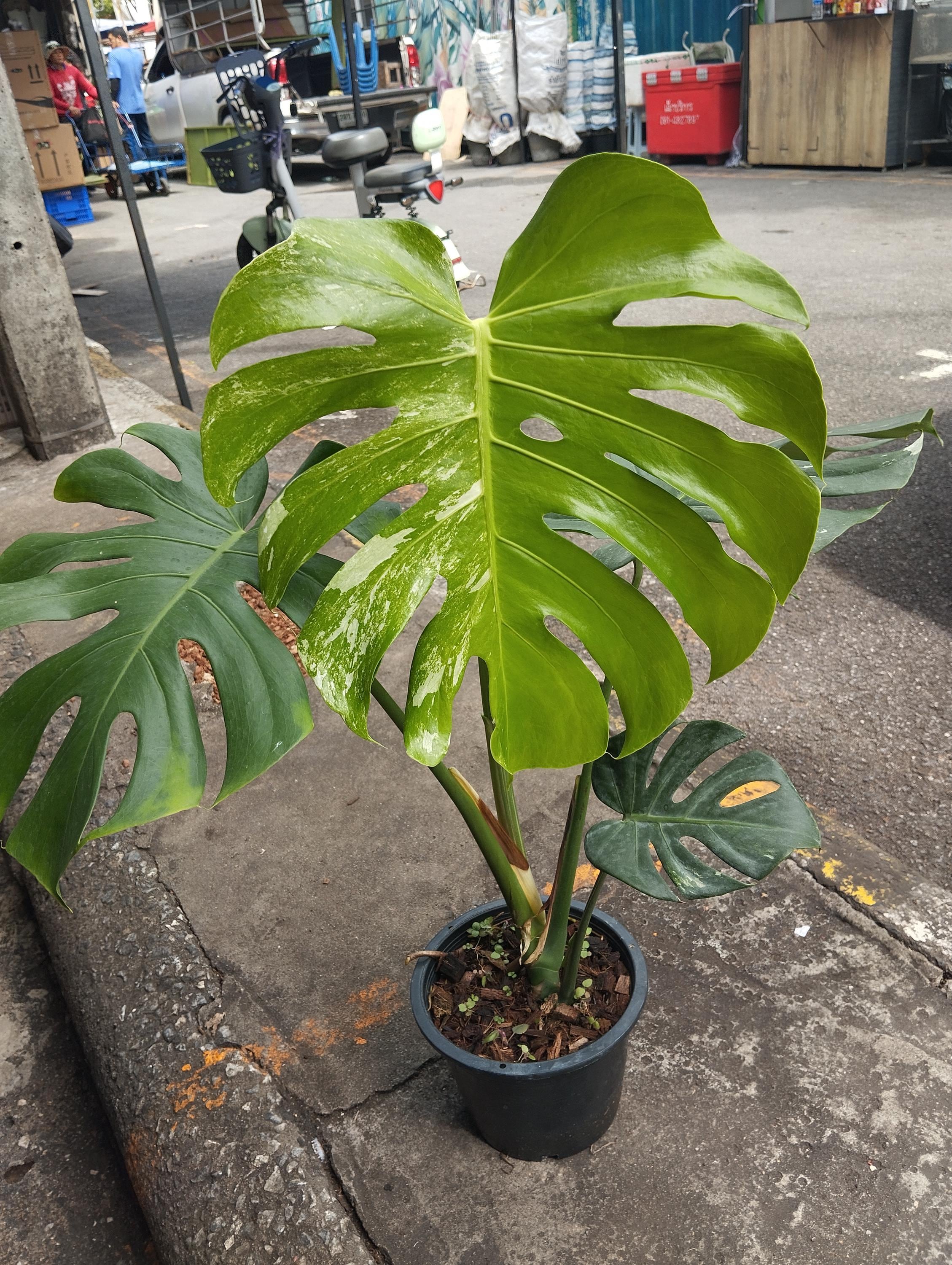 devil monstera Monstera 'Devil Monster' Nr 1 main image 1