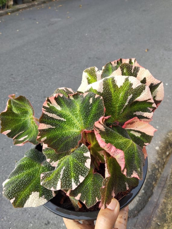 Begonia soli mutata Variegated/ベゴニア ピンク③ ベゴニアソリムタータ バリエガータピンク斑入り 3号 珍しい