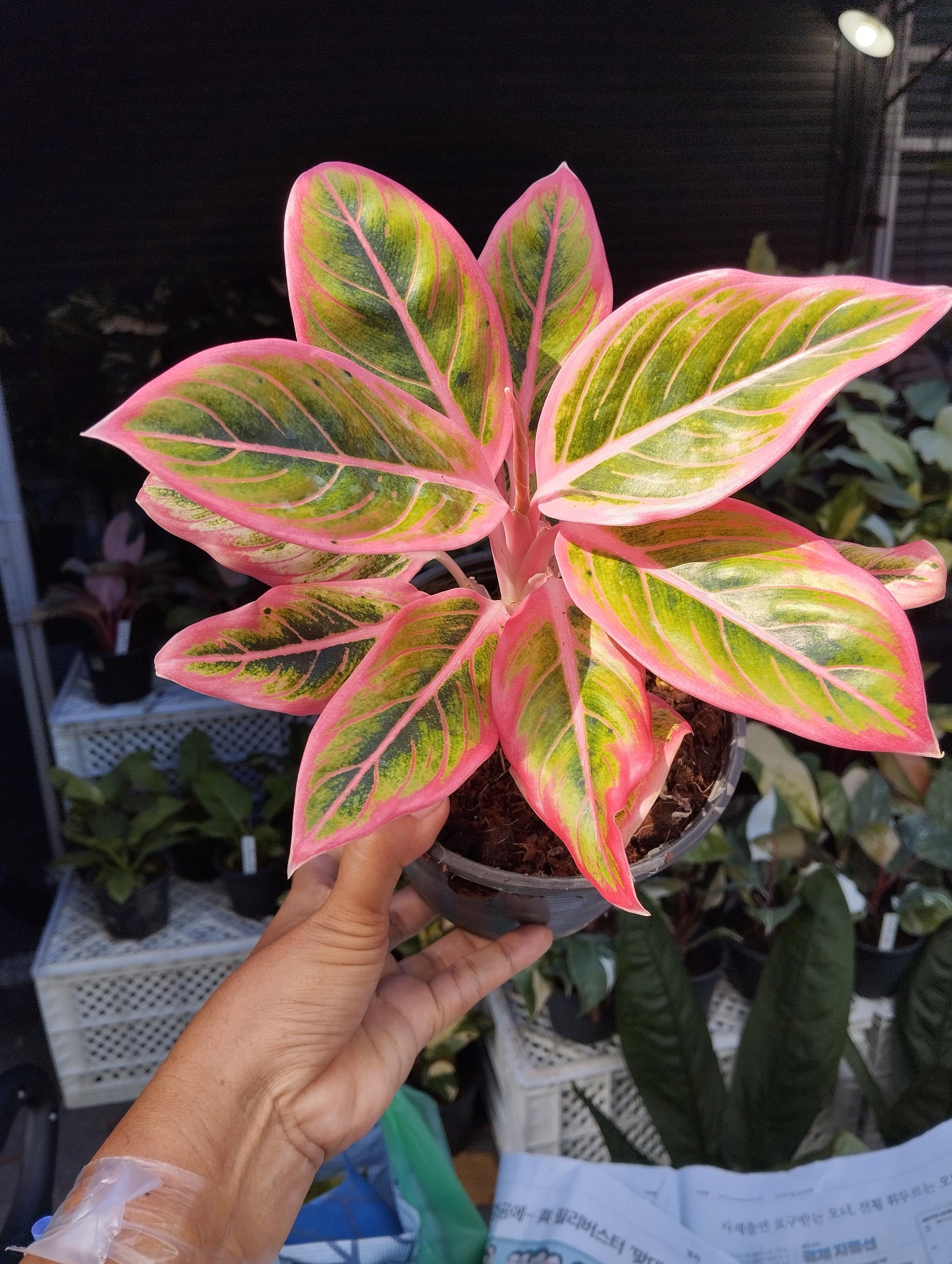 Aglaonema Lotus Delight - Etsy