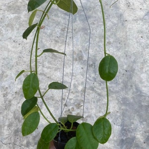 Hoya Lauterbachii