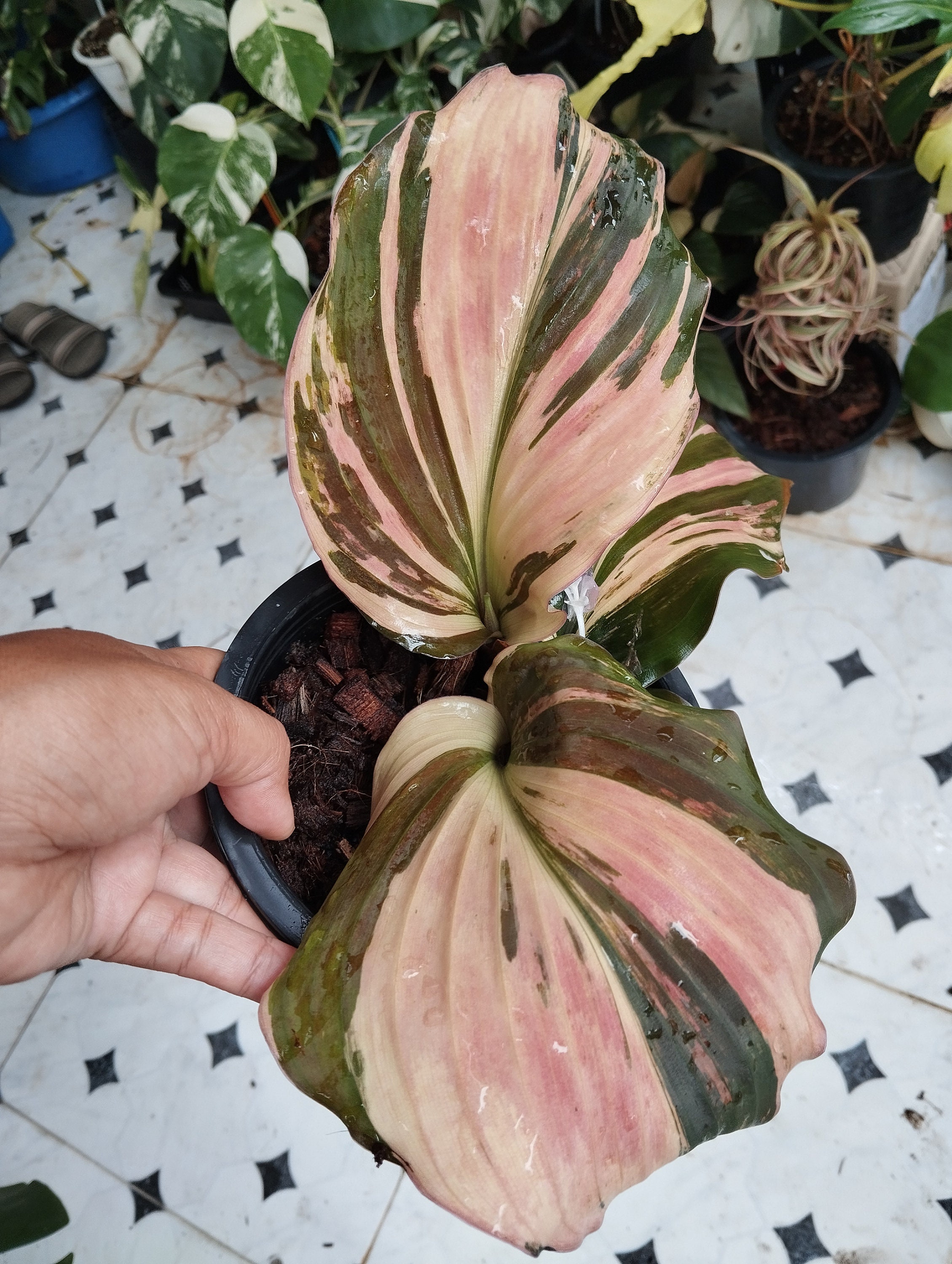 yuu ||okinawa.tropical.plants 管理人 | #ケンフェリアガランガ