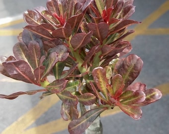 Adenium Obesum (foglie rosse)