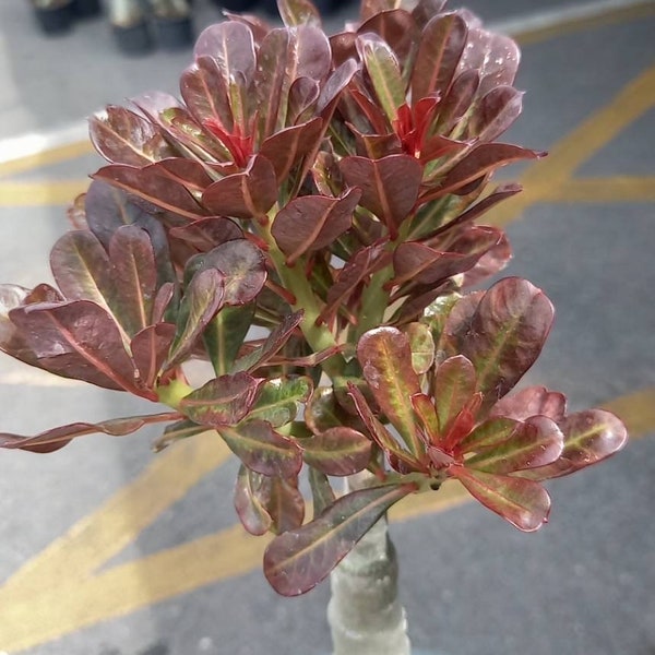 Adenium Obesum (red leaves )