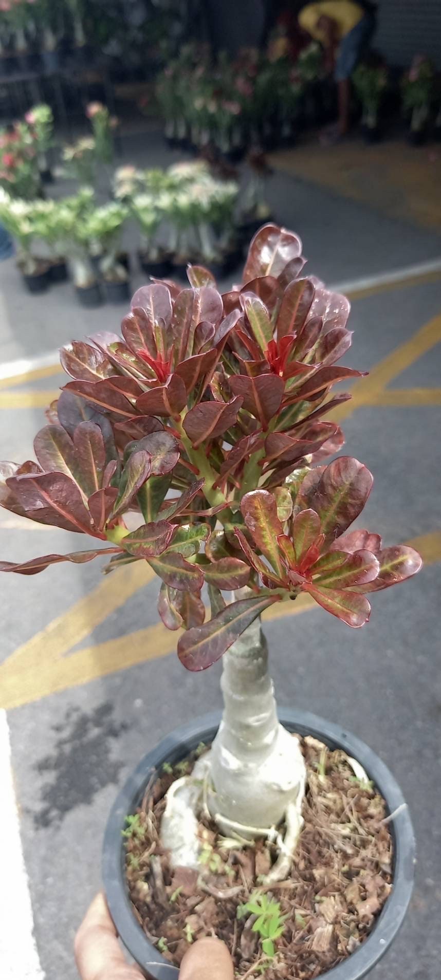 Variegated adenium - Etsy 日本