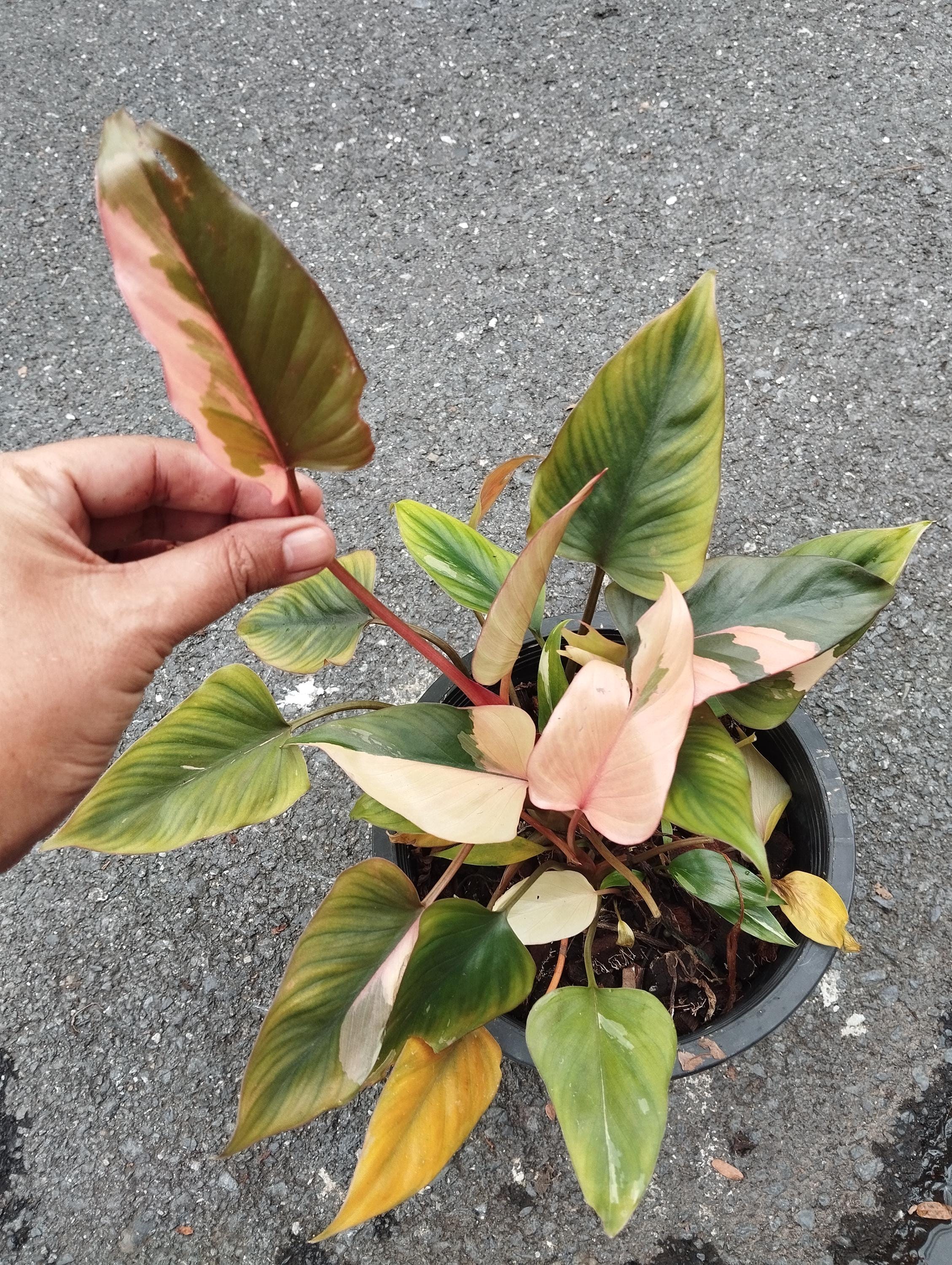 ホマロメナ ピンクダイヤモンド 斑入り (M) - Etsy 日本