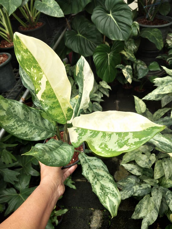 Aglaonema Manila Pride Variegated - Etsy
