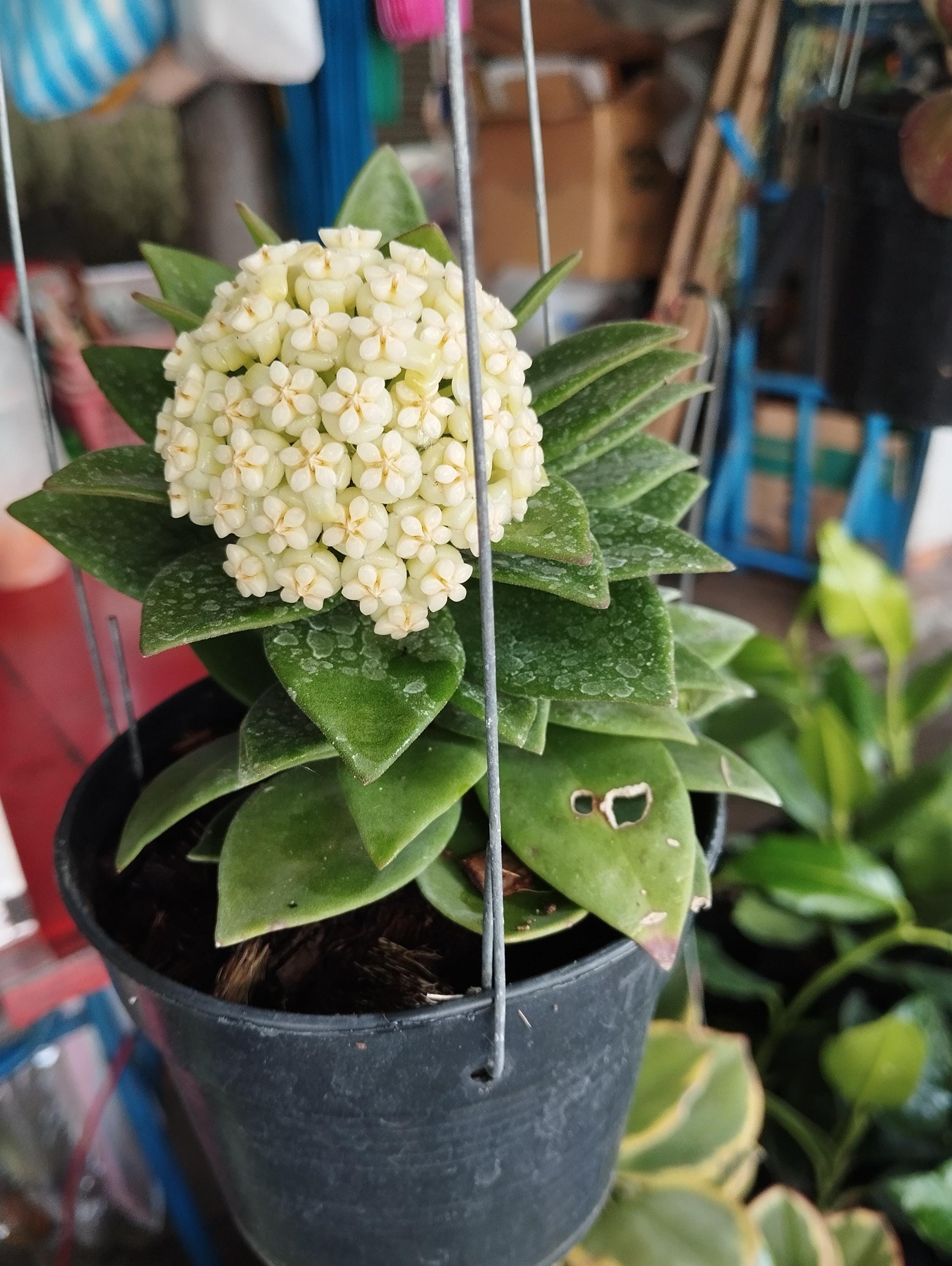 ホヤ　パキクラダ　'スノーロータス' Hoya Pachyclada Snow Lotus - Art Garden Flowers