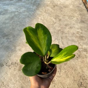 Hoya kerrii reverse variegated - Etsy 日本