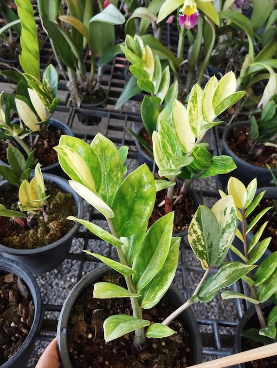 Zamioculcas Zamiifolia Variegated - Etsy Canada