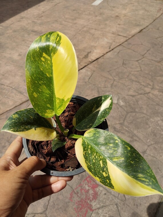 philodendron melanochrysum neues blatt Philodendron Melanochrysum M mit üppigen, samtigen Blättern main image 1