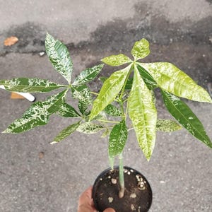 以下が含まれることがあります： 緑と白の斑入りの葉を持つ小さな鉢植えの植物。植物は黒いプラスチック製の鉢に入っていて、手で持たれています。