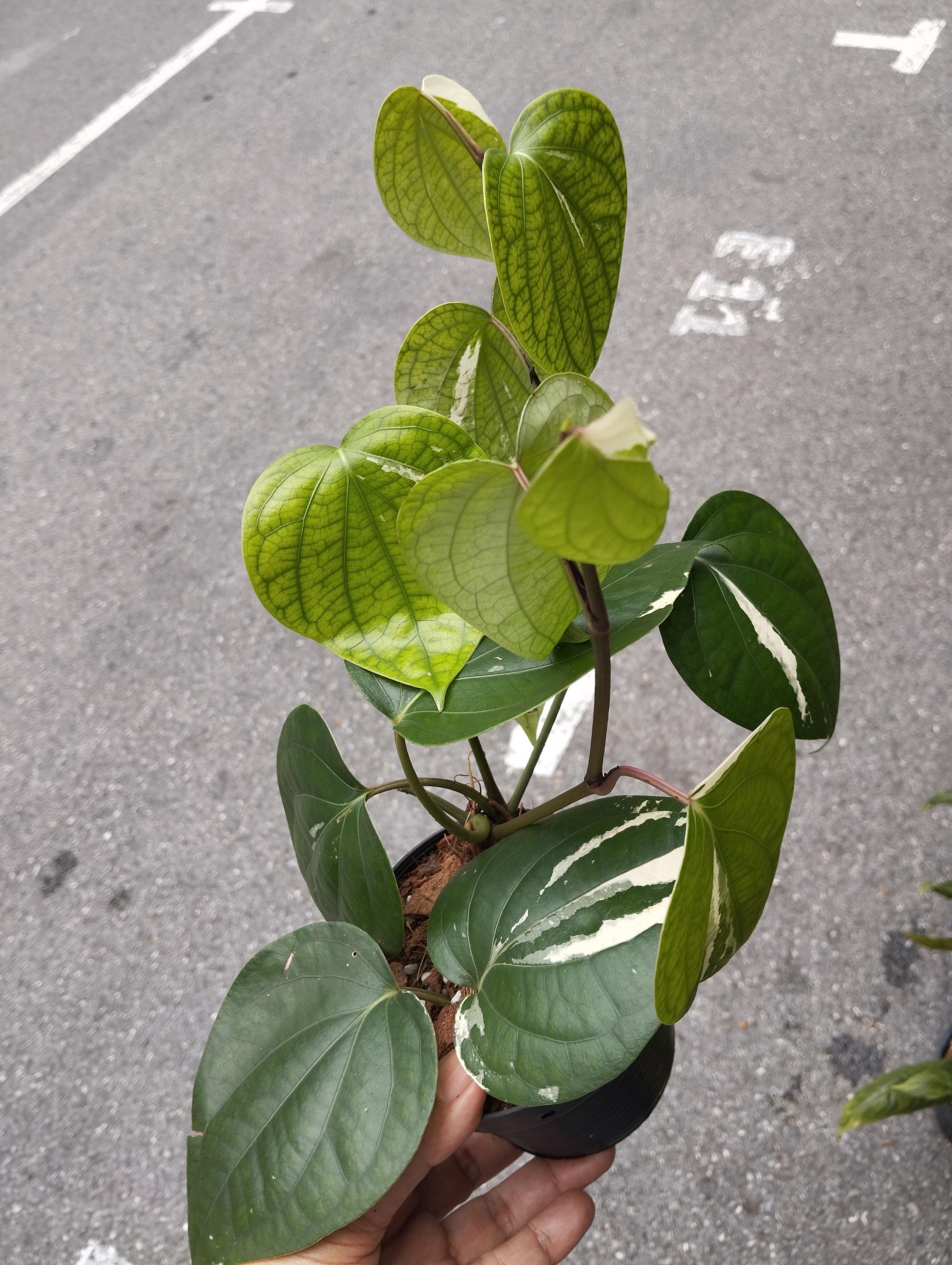 斑入りパイパーニグラム - Etsy 日本