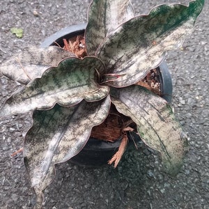 Sansevieria Kirkii Bak. Variegated