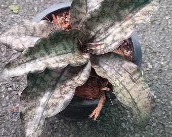 Sansevieria Kirkii Bak. Jaspeado