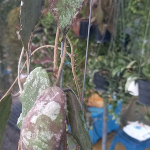 Hoya Caudata Gold