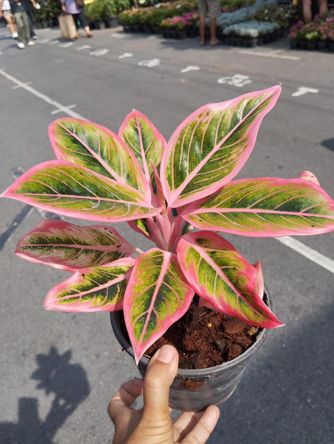 その他観葉植物 Aglaonema Lotus Delight il_1080xN.6542164073_qh8e.jpg