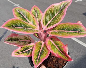 その他観葉植物 Aglaonema Lotus Delight il_340x270.6542164073_qh8e.jpg