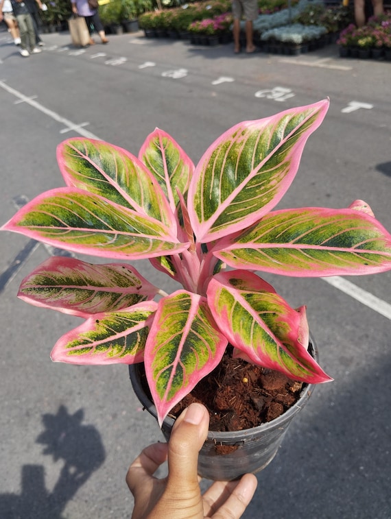 Aglaonema Lotus Delight - Etsy