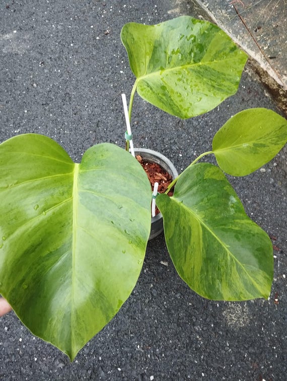 Monstera Green on Green Variegated - Etsy