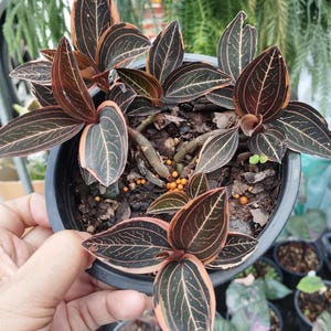 Ludisia discolor / Jewel Orchid variegated