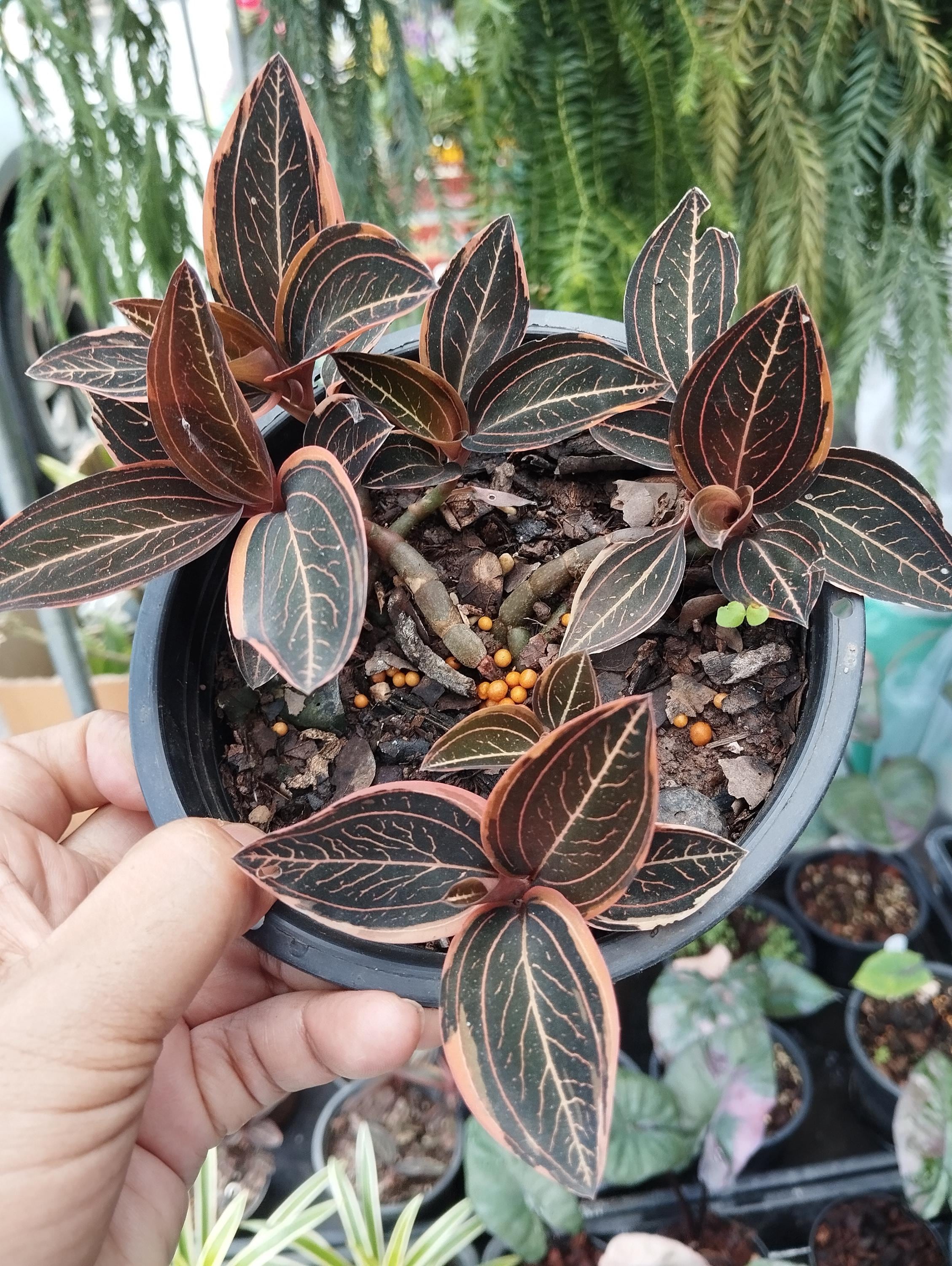 Ludisia discolor - Etsy 日本