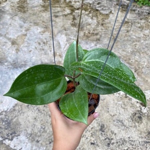 Hoya Sarawak