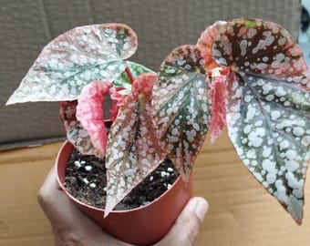 現在、この商品の在庫はありません - Etsy 現在、この商品の在庫はありません - Etsy