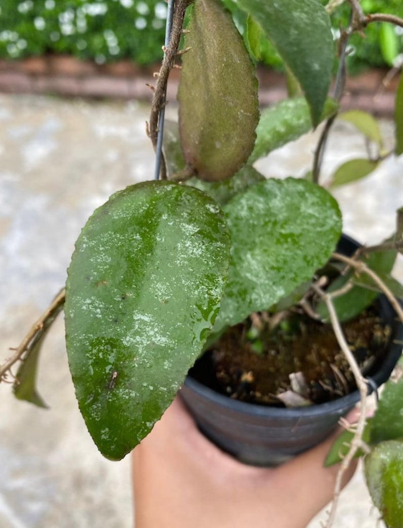 Hoya Caudata Sumatra - Etsy