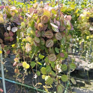 Dischidia Watermelon