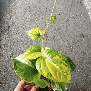 Piper Betel aurea variegated