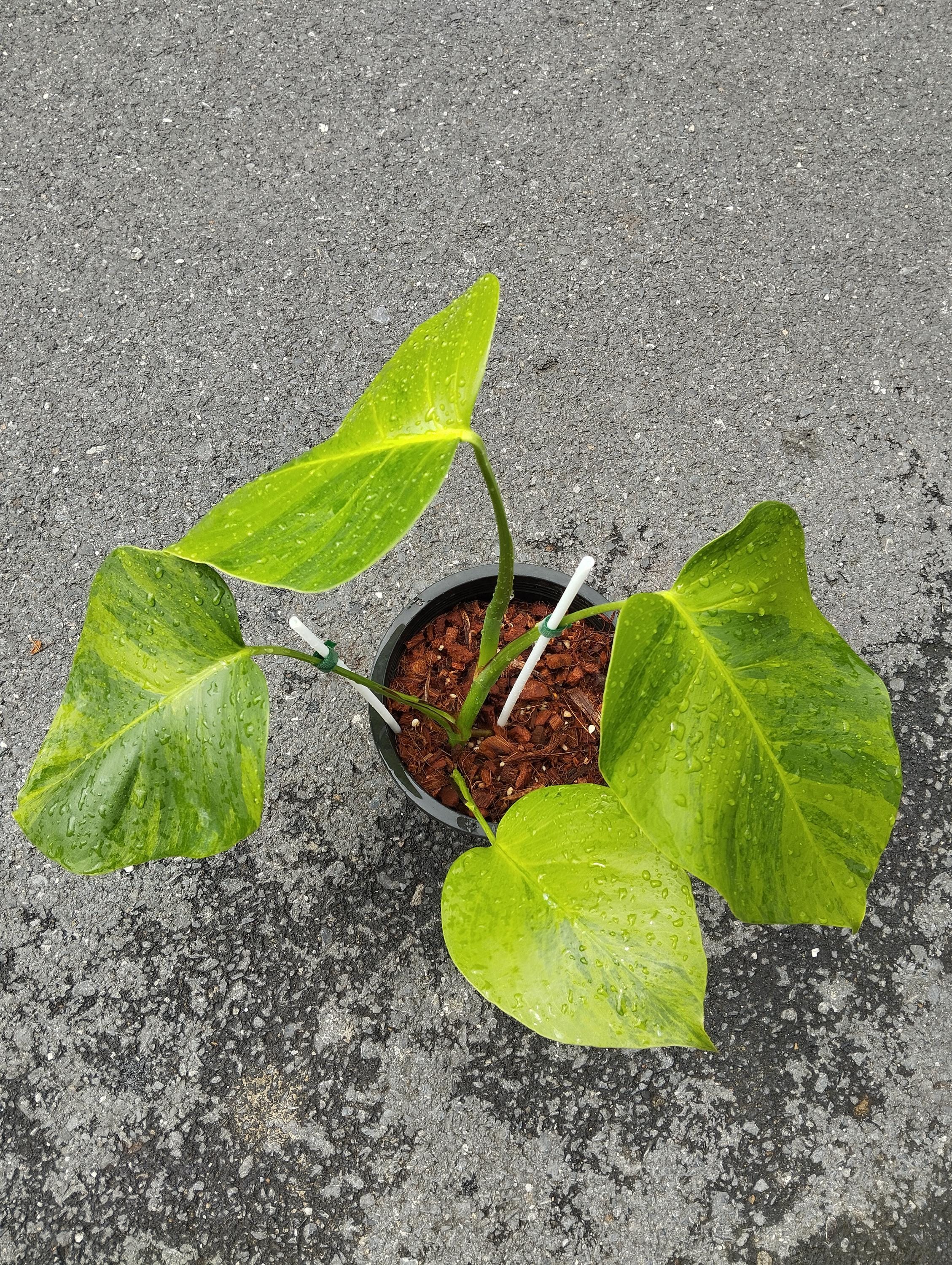 philodendron prince of Philodendron 'Prince of Orange' Large main image 1