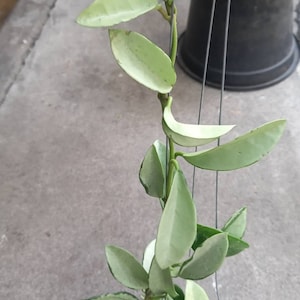 Hoya AH074