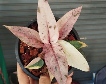 アンスリウム・ルネッサンス【5】 Anthurium Renaissance Variegation. Hybrid Please read DESCRIPTION
