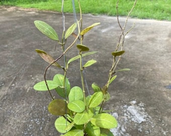 Hoya Eliptica Round Leaves