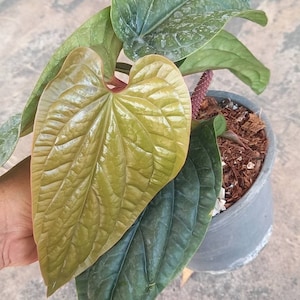 Anthurium dressleri - Etsy 日本 Anthurium dressleri - Etsy 日本