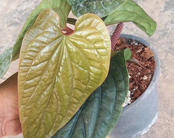 Anthurium Dressleri