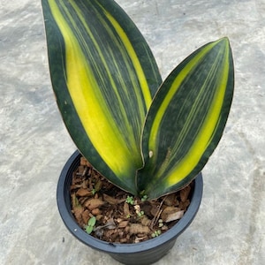 Sansevieria Masoniana