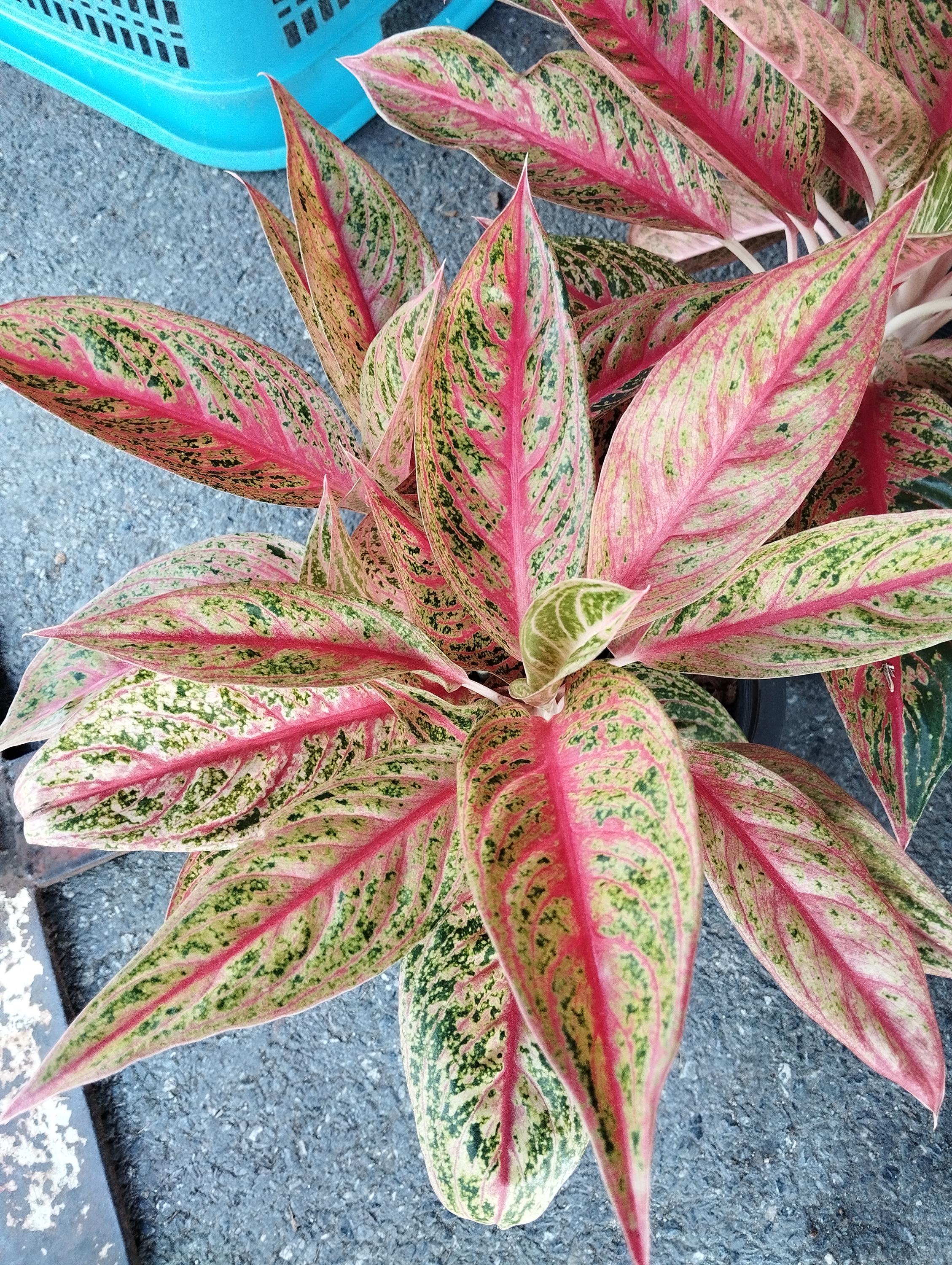 Aglaonema lotus delight - Etsy 日本 Aglaonema lotus delight - Etsy 日本