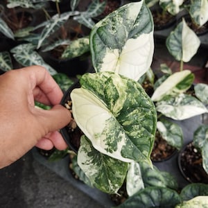 Variegated alocasia dragon scale - Etsy 日本
