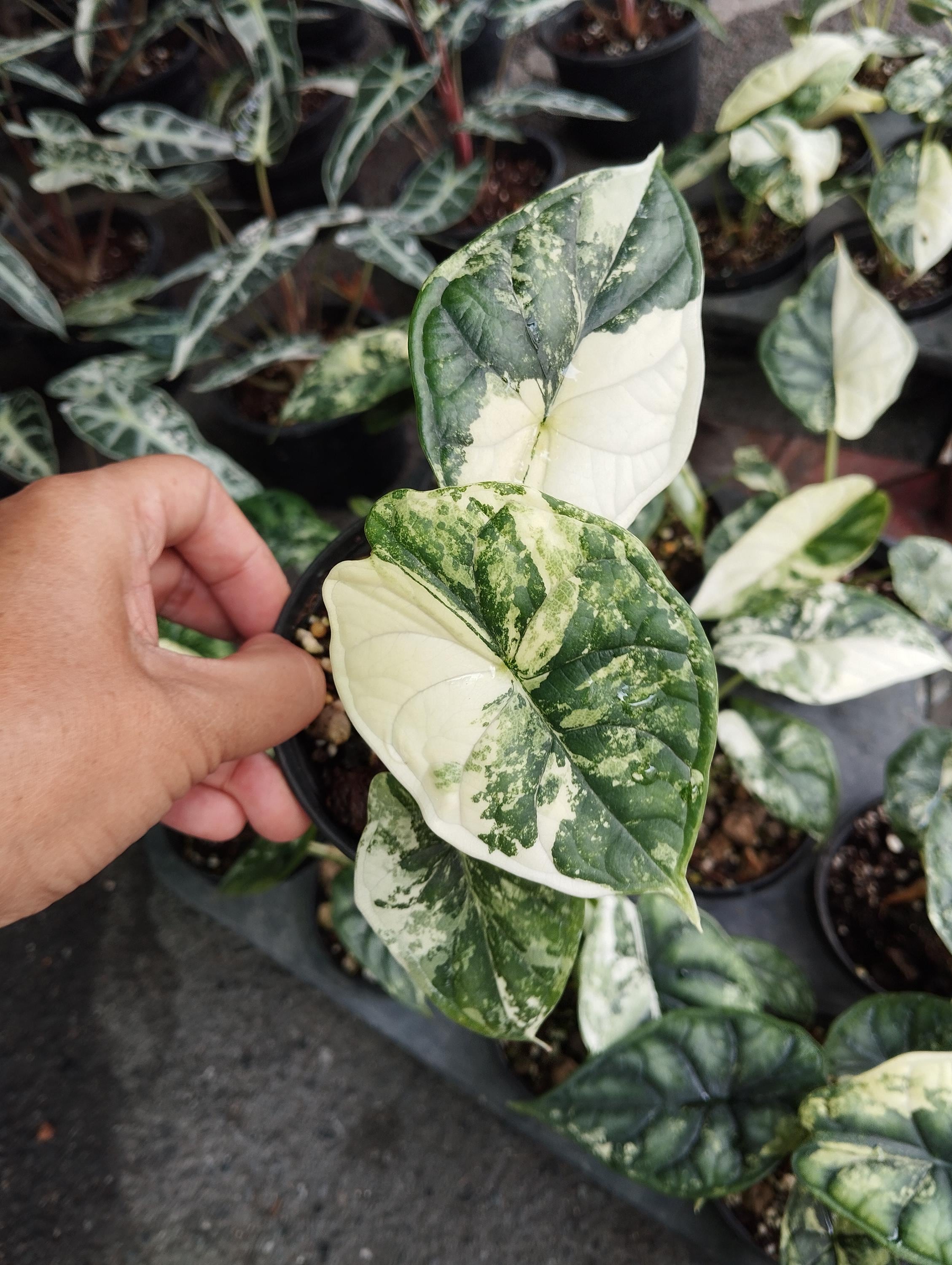 その他観葉植物 Alocasia Maharani Albo variegated Alocasia Maharani Albo Variegated Tissue Culture Rare - High