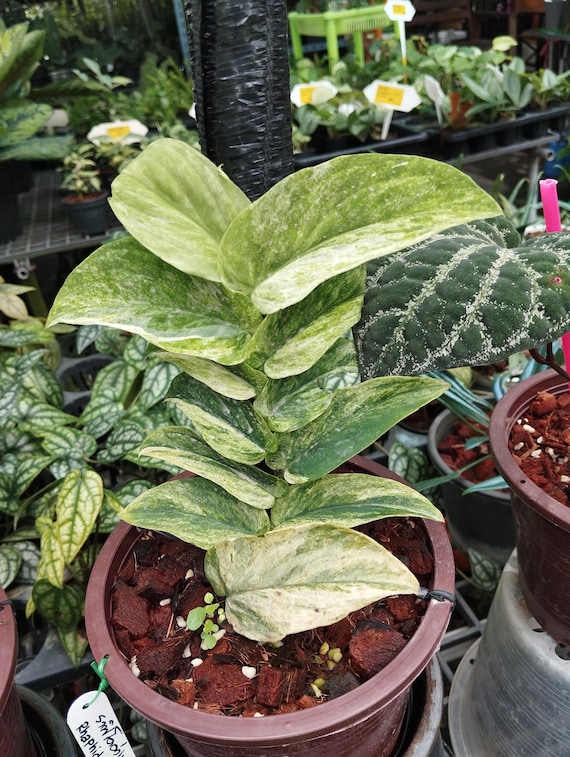 Rhaphidophora Korthalsii Variegated - Etsy