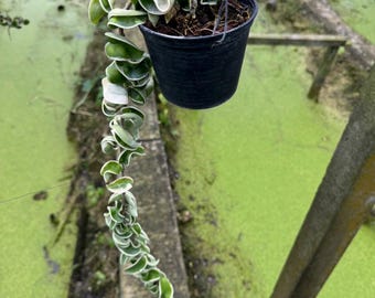 Hoya Compacta bont (lang formaat)