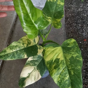 Philodendron dimesticum var.