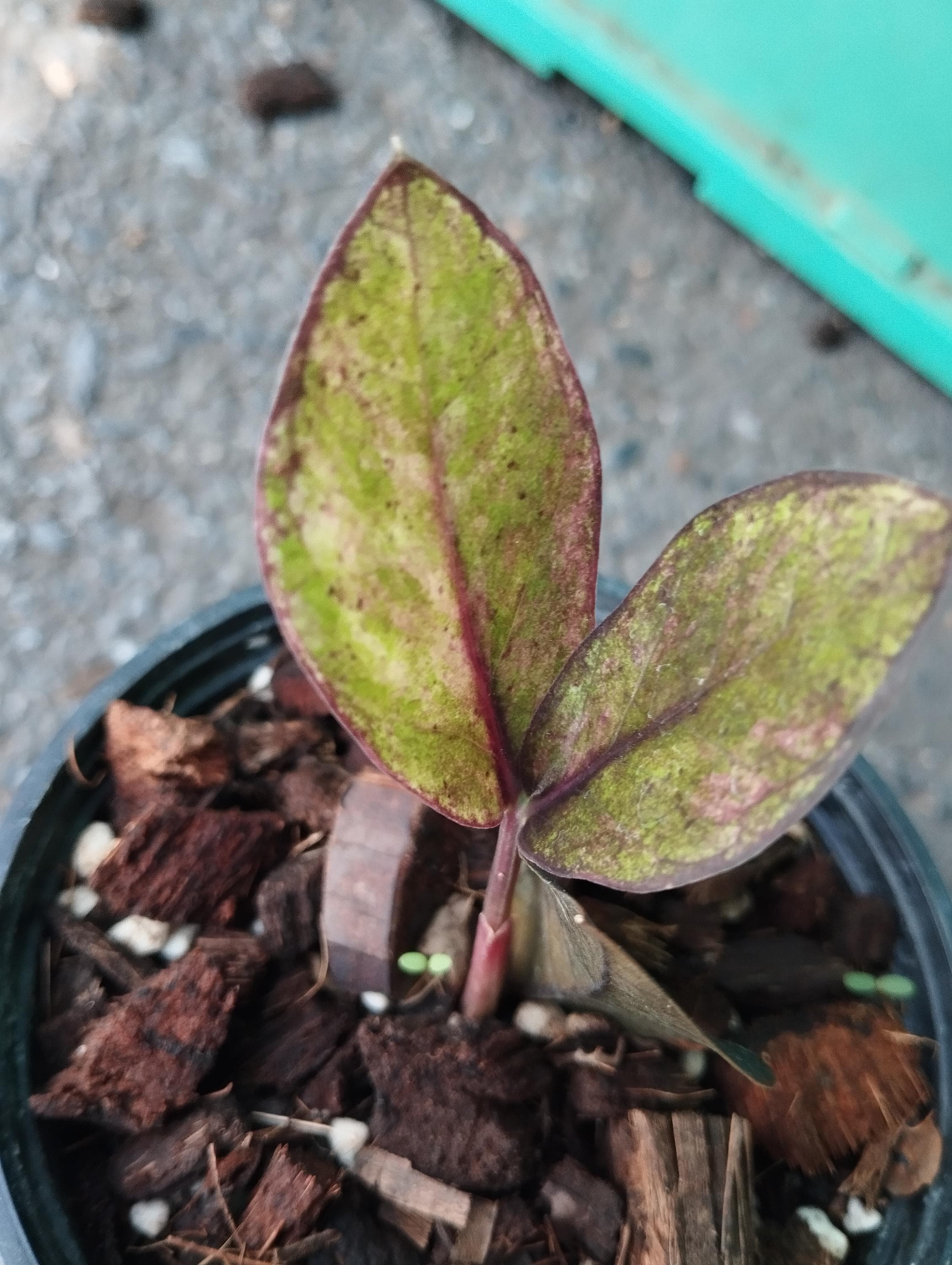 Zz raven black pink variegated - Etsy 日本
