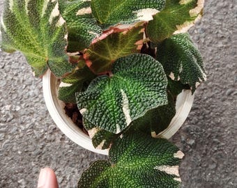 専用❣️Begonia Solimutata variegated ソリムタータ Begonia Soli-mutata 'Variegated' Also called Sun-Changing