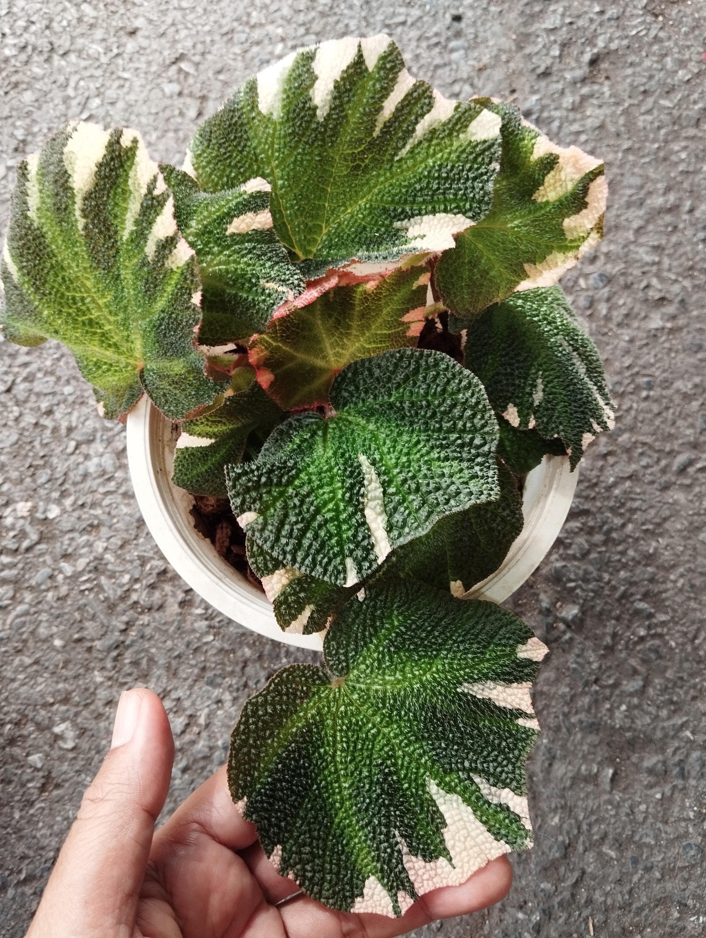 Begonia Soli Mutata Variegated - Etsy