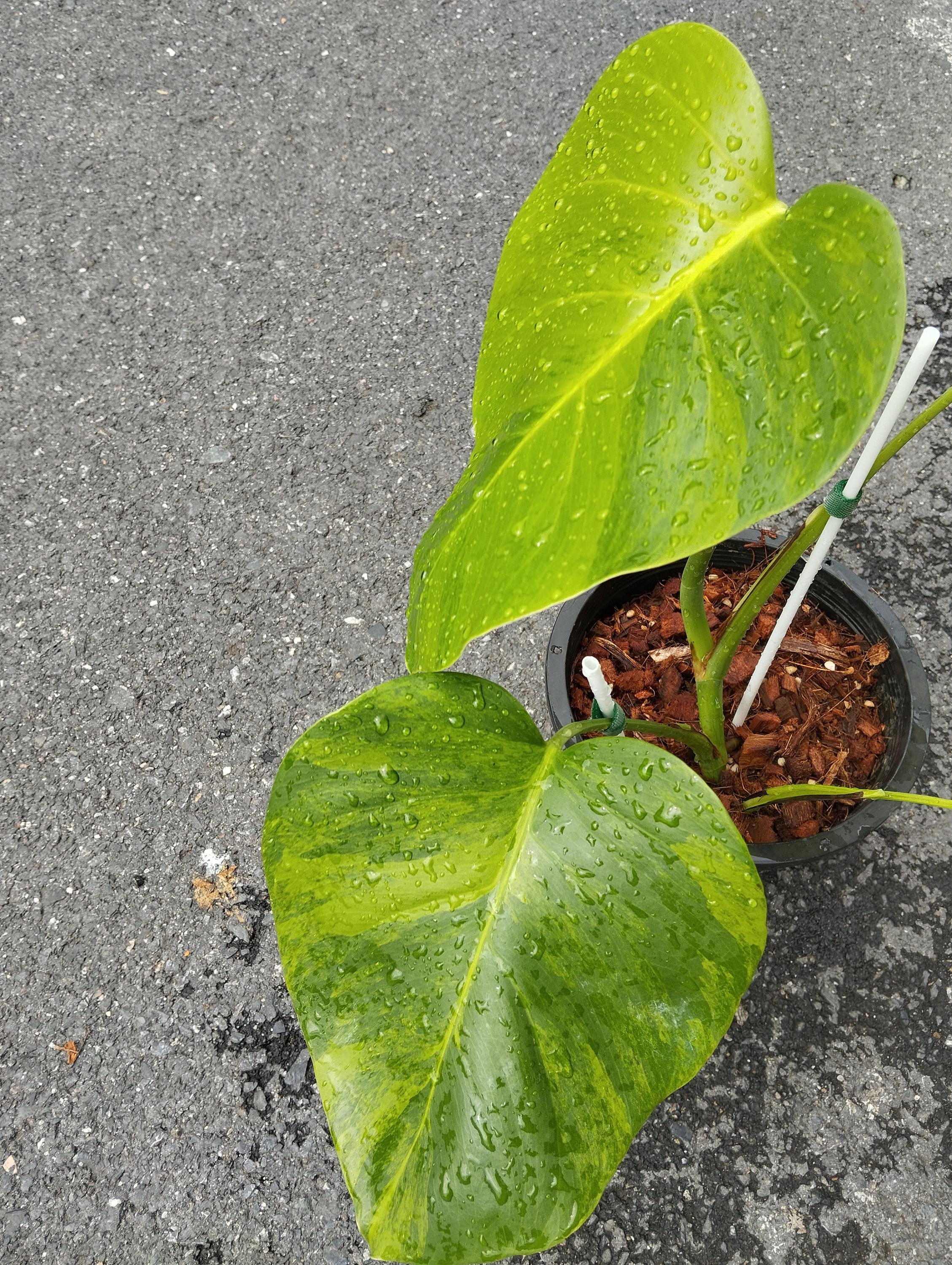 モンステラ グリーンオングリーン 斑入り - Etsy 日本