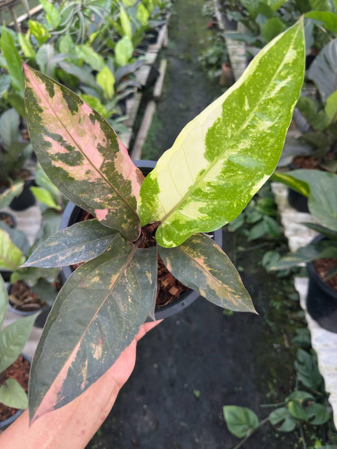 ショコラ☺︎︎様 ネコポス アンスリウム ルネサンス ピンク